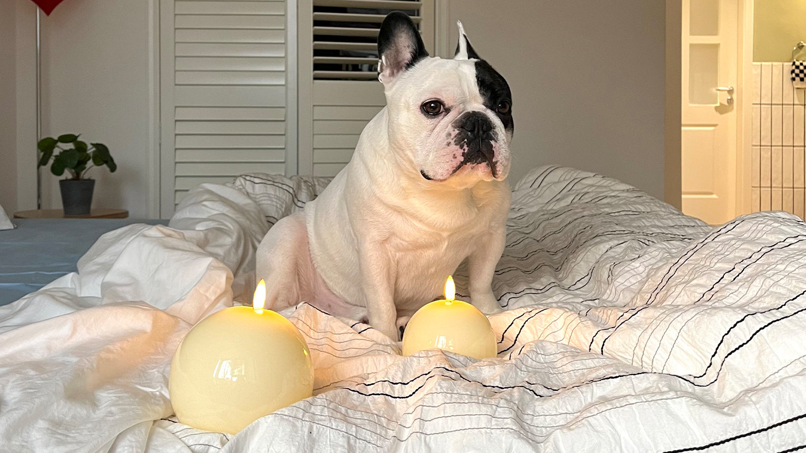 Best Realistic Flameless Candles for a Cozy and Safe Ambience